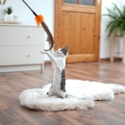 Schlitzohr Federwedel Birdy 3er Pack 14 Schlitzohr Federwedel Birdy 3er Pack -Tierbedarfs Rabatt Geschäft ad71433917b4c75207a76b8cde2a63e28ac6a3f4 1659562 de DE 3439e97a8a6ef7574f0506829a0694961b8792bfHS2VqL