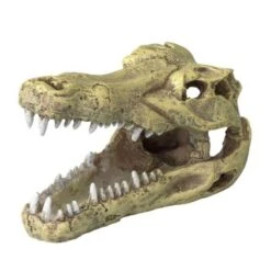 Europet Bernina Krokodil Schädel