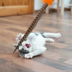 Schlitzohr Federwedel Birdy 3er Pack 17 Schlitzohr Federwedel Birdy 3er Pack -Tierbedarfs Rabatt Geschäft b2468018bd2b888c11ee64154d86732de60c7830 1659562 de DE 7d36675a42a956412d003b03e1f072b0ae0379063UsHBd