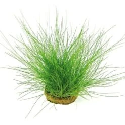 DENNERLE Wasserpflanzen-Set "30L Basic" 13 DENNERLE Wasserpflanzen-Set "30L Basic" -Tierbedarfs Rabatt Geschäft b302da7a118d8b0784b8d0b3e6ec901755c0876c 5cbad5916f016aa225edbec95551c69d93e3606c