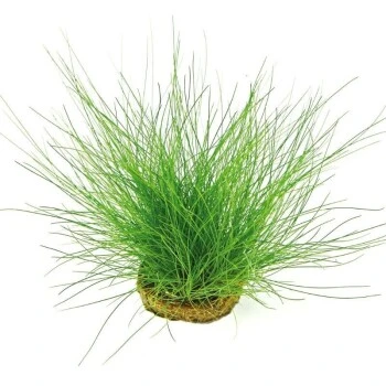 DENNERLE Wasserpflanzen-Set "30L Basic" 7 DENNERLE Wasserpflanzen-Set "30L Basic" – Bild 5