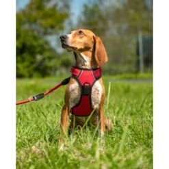 Lionto Hundegeschirr Rot S 10 Lionto Hundegeschirr Rot S -Tierbedarfs Rabatt Geschäft b36110c799ae8b48e91453dfba2cf3923ab67230 1505063 de DE f4b27822c8dfc1d44ba971771e45e3e175efd3938XcJsN