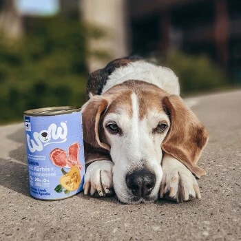 WOW Adult 6x400g Lamm Mit Kürbis 4 WOW Adult 6x400g Lamm Mit Kürbis – Bild 2