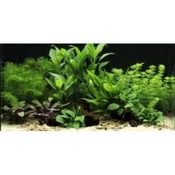 DENNERLE Wasserpflanzen-Set "60L Mix Basic"