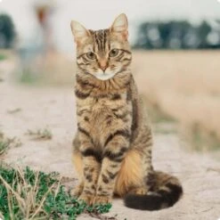 REAL NATURE Original Senior 12x85g Huhn Mit Pute, Roter Paprika Und Nachtkerzenöl, In Sauce -Tierbedarfs Rabatt Geschäft bc56b458619aa86240780c2f64ff928db9b8da6b 1246887 de DE Real Nature Original Cat Bild