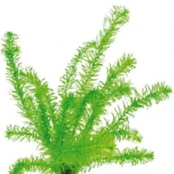 DENNERLE Wasserpflanzen-Set "60L Mix Basic" -Tierbedarfs Rabatt Geschäft c611cfc3304c6dea406ebfb3d40eca1e3df079b4 e0acd0f6f0c0f4434f3244304818a6e05936a422