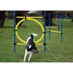 Dobar 3-teiliges Agility Sprung-Set,, Inkl. Tragetasche -Tierbedarfs Rabatt Geschäft c7c9dd298510f0bd74d586405ecbd396df04c759 313726f2dd166c5ec13855d4374275bbe5eeeeec