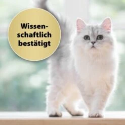 Felisept Home Comfort Nachfüller 45ml 9 Felisept Home Comfort Nachfüller 45ml -Tierbedarfs Rabatt Geschäft caf8bdd319326ad4f481de1e79b9c99dd7d55926 1667496 3