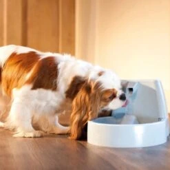 PetSafe Drinkwell Trinkbrunnen Original, 1,5 Liter 9 PetSafe Drinkwell Trinkbrunnen Original, 1,5 Liter -Tierbedarfs Rabatt Geschäft cb67b5accb6fdd9ec3530e007fd4ef1689efc995 0a695b0c941d72c4fef9fa23bc6300c73cab799d