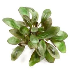 DENNERLE Wasserpflanzen-Set "30L Basic" 12 DENNERLE Wasserpflanzen-Set "30L Basic" -Tierbedarfs Rabatt Geschäft d0a6eecb2146b582bd0cce89be2f854f9be7fccf 21117bea75df595fca9aca16326099adec1fe6cf