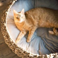 District 70 COCOON Natural M -Tierbedarfs Rabatt Geschäft d1bca9000c27271741682ed9d9947040fa216679 010fccd4edaf289528235b12a94f95e756b71b5e