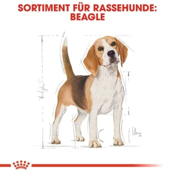 ROYAL CANIN Beagle Adult 3 Kg 8 ROYAL CANIN Beagle Adult 3 Kg – Bild 6