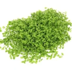 DENNERLE Wasserpflanzen-Set "30L Basic" 11 DENNERLE Wasserpflanzen-Set "30L Basic" -Tierbedarfs Rabatt Geschäft d43e4e7fe46129dcc41be2d2eab2c98b73e42da7 9776f434ed0ed76403214a54877693bf2b4f8553