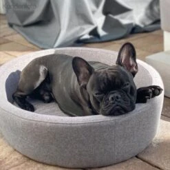 Canadian Cat Company Hunde- & Katzenbett Derby 12 Canadian Cat Company Hunde- & Katzenbett Derby -Tierbedarfs Rabatt Geschäft d4d8399aebe1ed3e66fc23057fe9bc3b6f9819f1 1412690 de DE 7e35afdccac293ca871653190642a189fd08f495NuJfk3