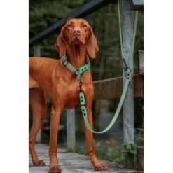 Tierbedarfs Rabatt Geschäft -Tierbedarfs Rabatt Geschäft d4dc6b4c51d58178315d412c52864ebd7d88eef9 1674170 de DE 1cdf886adea5d40b2a0f2beb5a77c5ff4d6684bb2fYDcG