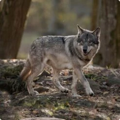 REAL NATURE WILDERNESS Junior Huhn Mit Lachs 6x400 G 11 REAL NATURE WILDERNESS Junior Huhn Mit Lachs 6x400 G -Tierbedarfs Rabatt Geschäft d8df16d01d44eca47dceb4029baf88ff4ded8402 1248542 de DE Real Nature Wilderness Dog bild