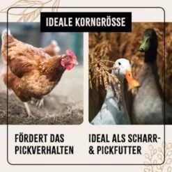 Aniforte FarmLife Geflügel Körner Auslese 5 Kg 12 Aniforte FarmLife Geflügel Körner Auslese 5 Kg -Tierbedarfs Rabatt Geschäft dc10dd0a1ab8ee009f58d4d3a19628aa85bc0619 1496422 de DE 2102b65a45b7722b1cb632443a0c76ab9cb257ddKMuXE7