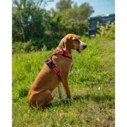 Lionto Hundegeschirr Rot S 12 Lionto Hundegeschirr Rot S -Tierbedarfs Rabatt Geschäft e1e5d7281bb54587c9cff27191ba403207d751ba 1505063 de DE 33ca4878bd99f4cd08d64587c69816d2bb9620798GDLth