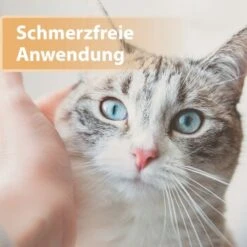 Felisept Wundgel 20ml -Tierbedarfs Rabatt Geschäft e40e3e95a03fb00c1318f0e5b318422377d5a3ac 1396291 de DE e6f6116196c434f816ff510902765d32eaff788cDpbYBX