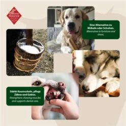 ChronoBalance Kuhmilch Käsestick Für Hunde 65 G -Tierbedarfs Rabatt Geschäft e6a87c905a2cea9bcf698f1efe84fa448df25310 1409631 de DE ad3c3860dd1f5c0542b042c1c87b5544be17d6b0QR3AYw