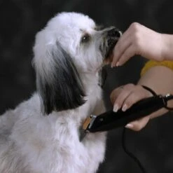 Moser Schermaschine REX 12 Moser Schermaschine REX -Tierbedarfs Rabatt Geschäft e8038dbcc4727a75747f8832087092baa0fa43aa 187f5afc428e49269186b36ca7790ac3a42cb0ac