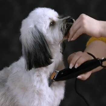 Moser Schermaschine REX 7 Moser Schermaschine REX – Bild 5