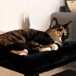 Lionto Kratzbaum 50 Cm Schwarz 11 Lionto Kratzbaum 50 Cm Schwarz -Tierbedarfs Rabatt Geschäft e9872d8547e85fe692ccdee5ea4beb732e777364 1657017 de DE 8ef3326604869cb0804739e4332ea41f26ecfce95dcRNr