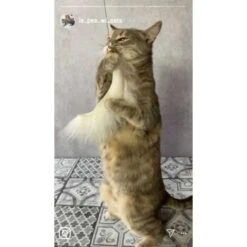 Kater Kasimir Premium Katzenangel Mit 4 Handgemachten Anhängern Aus Naturmaterial 9 Kater Kasimir Premium Katzenangel Mit 4 Handgemachten Anhängern Aus Naturmaterial -Tierbedarfs Rabatt Geschäft f5a0947d639de966c4125c979f26b15c23b5fa95 1408150 de DE aa9d1c169f7ec9191367c416c4b64e9770f966aeO7Adip