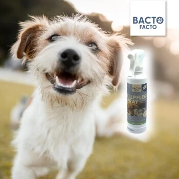 BactoFacto Fellpflege Spray 4 BactoFacto Fellpflege Spray – Bild 2