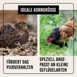 Aniforte FarmLife Wachtel Futter Müsli 5 Kg -Tierbedarfs Rabatt Geschäft f9d4ddeefe1612dbc4a30e79d439391497fdb8eb 1496424 de DE cc35c973e64a4721f03572d0efc40fd0204d0410AxwbbK